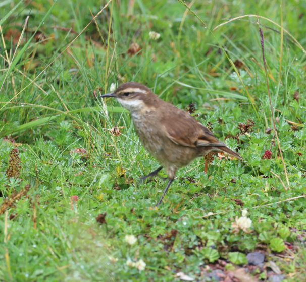 Chestnut-winged Cinclodes - ML637190395