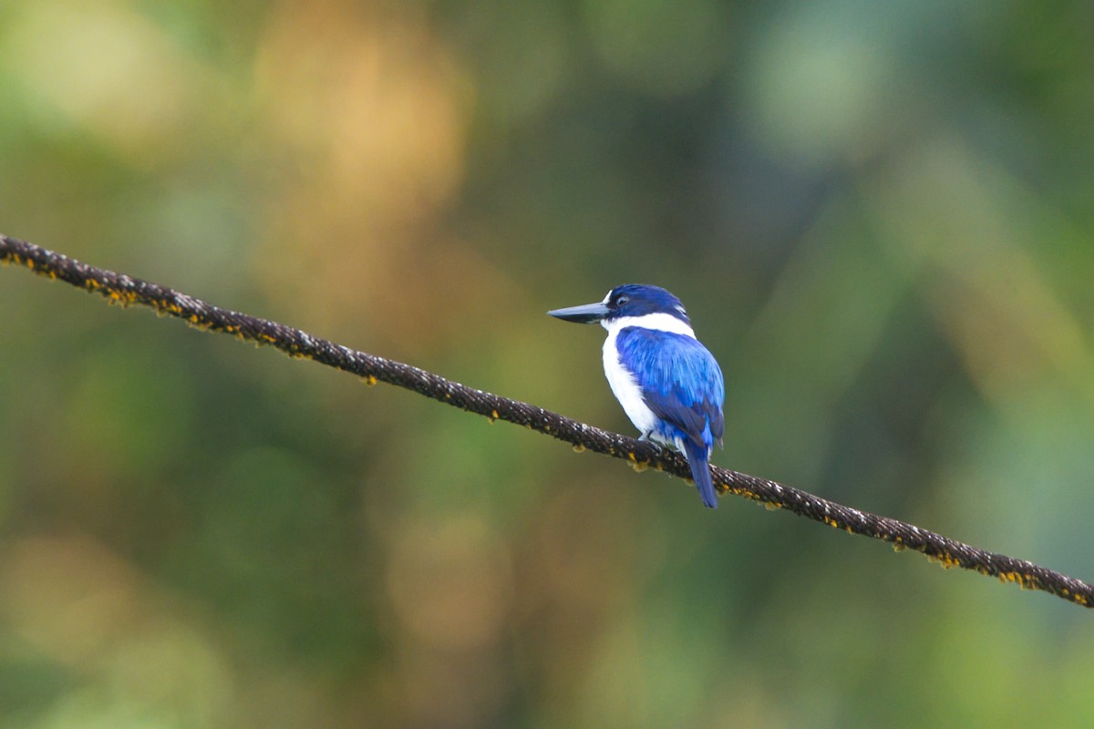 Blue-and-white Kingfisher - ML637190414