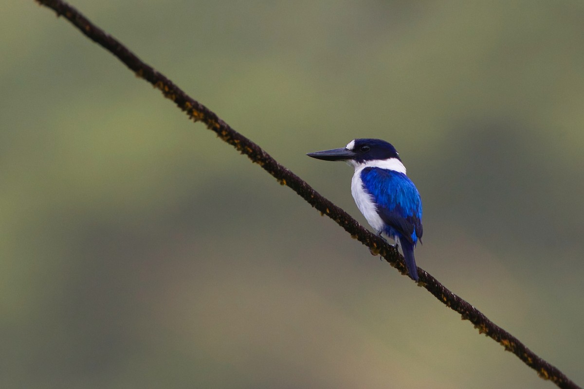 Blue-and-white Kingfisher - ML637190422