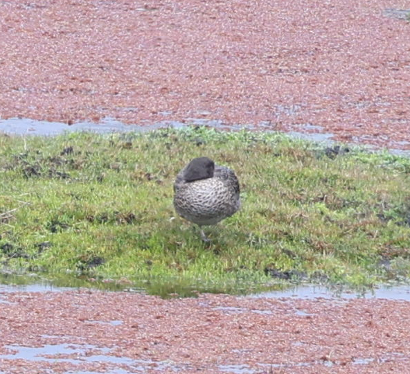 Andean Teal - ML637190443
