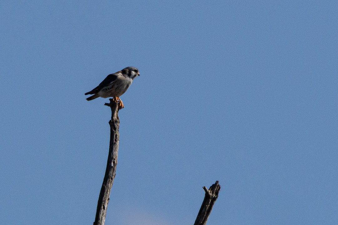American Kestrel - ML637190446