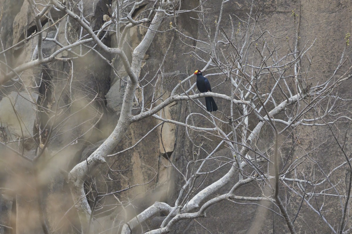 Violet Turaco - ML637190457