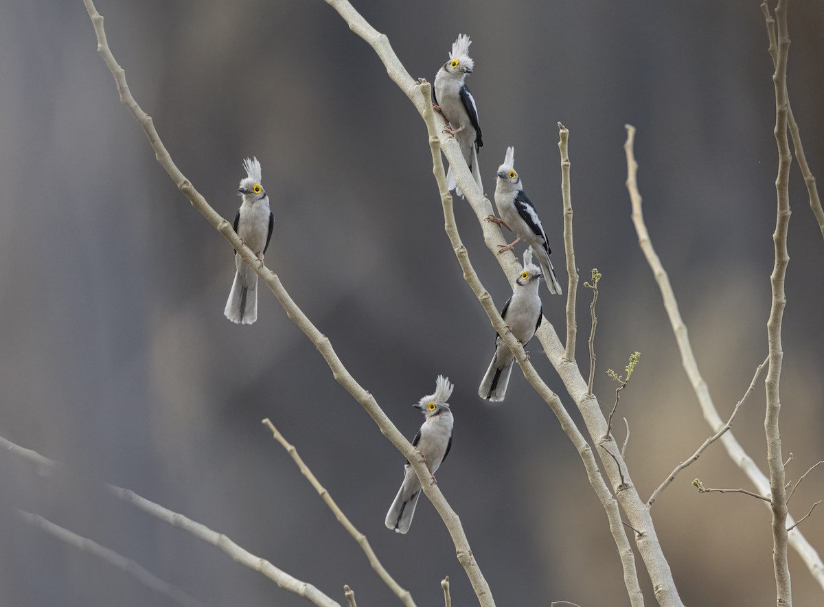 White-crested Helmetshrike (Long-crested) - ML637190460