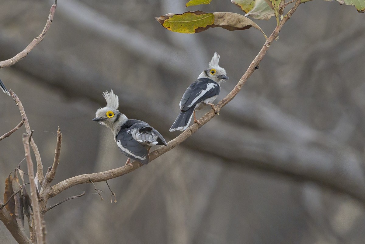 White-crested Helmetshrike (Long-crested) - ML637190461
