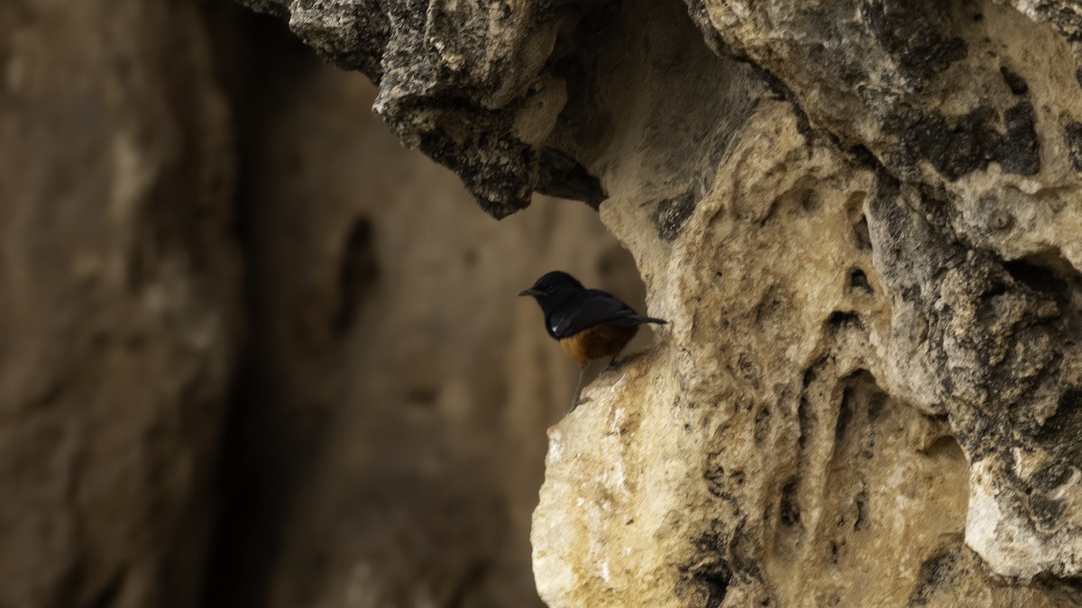 Mocking Cliff-Chat - ML637190480