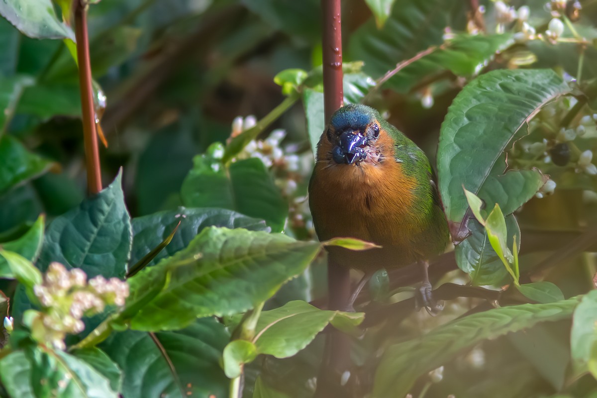 Tawny-breasted Parrotfinch - ML637190582