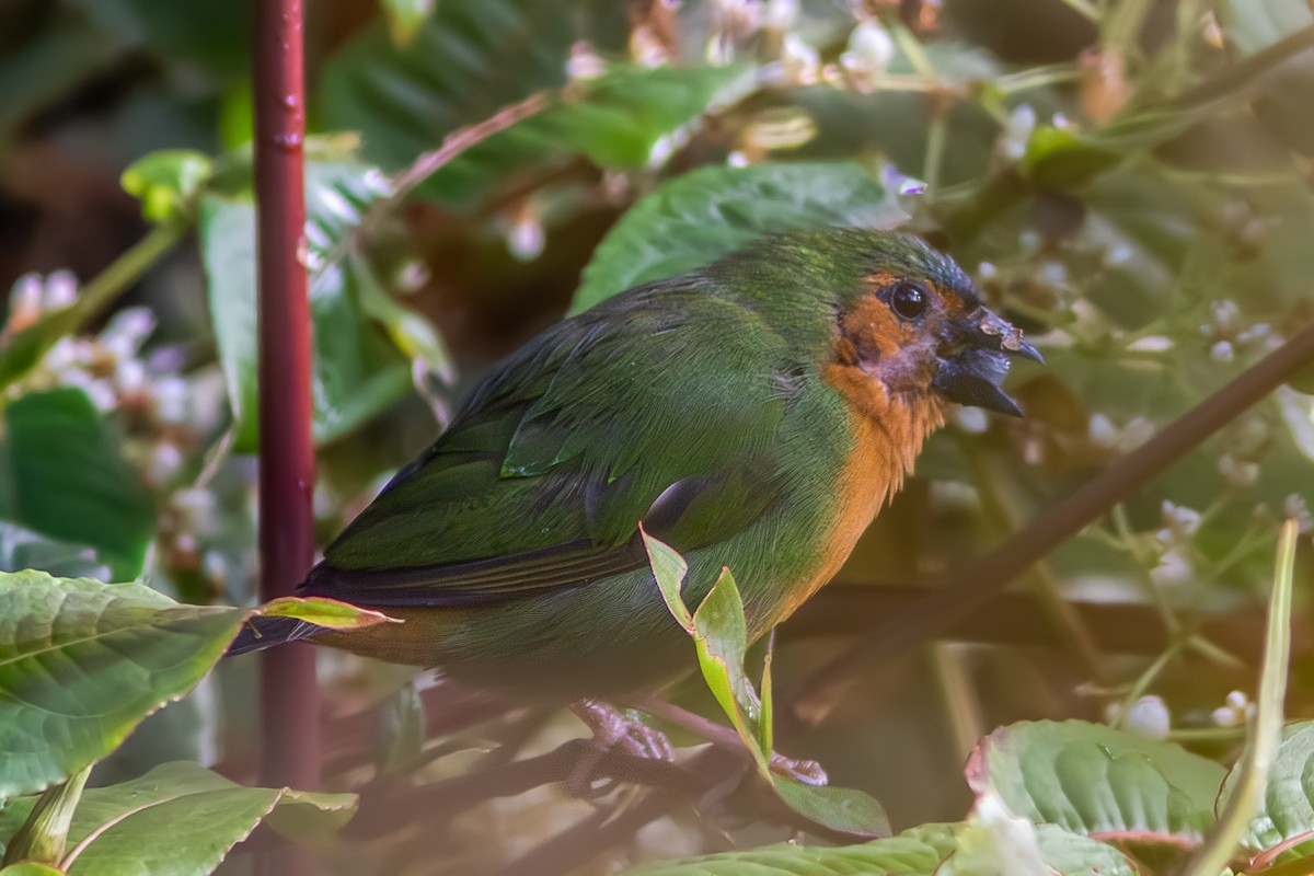 Tawny-breasted Parrotfinch - ML637190583
