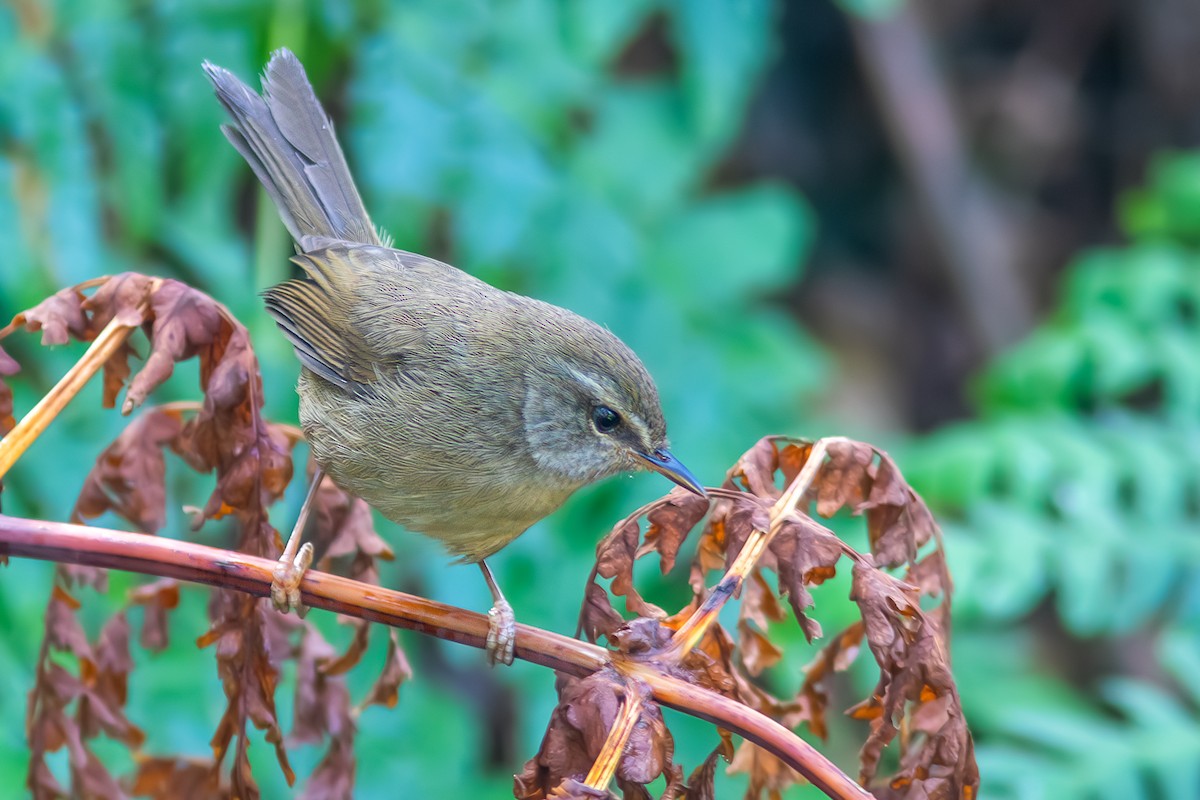 Aberrant Bush Warbler - ML637190585