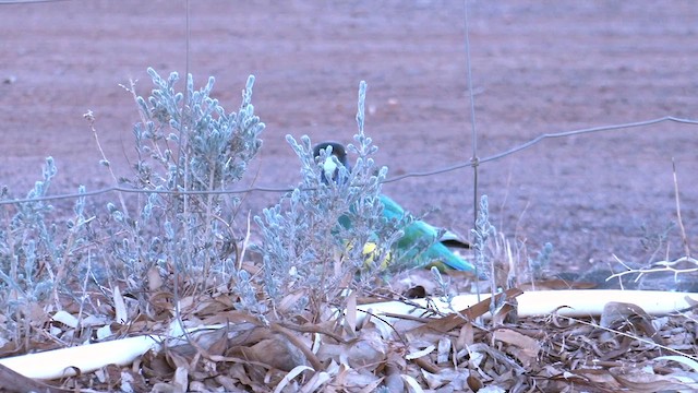 コダイマキエインコ（zonarius） - ML637190587