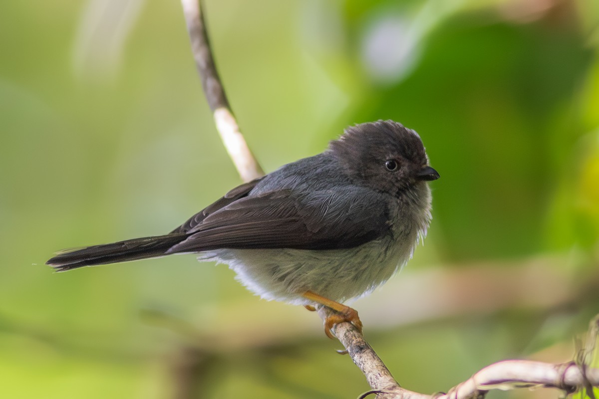 Pygmy Tit - ML637190591