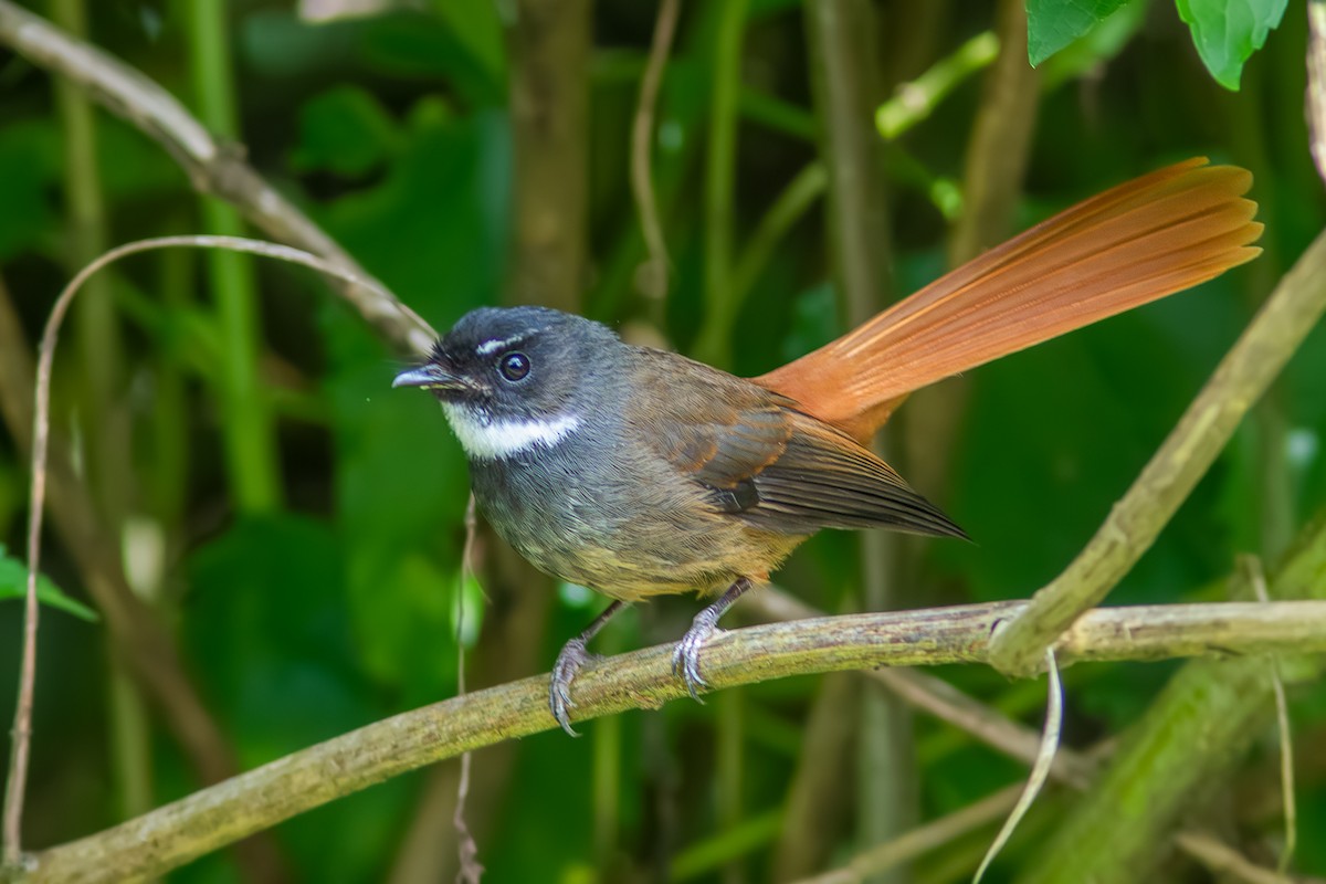 Rufous-tailed Fantail - ML637190595