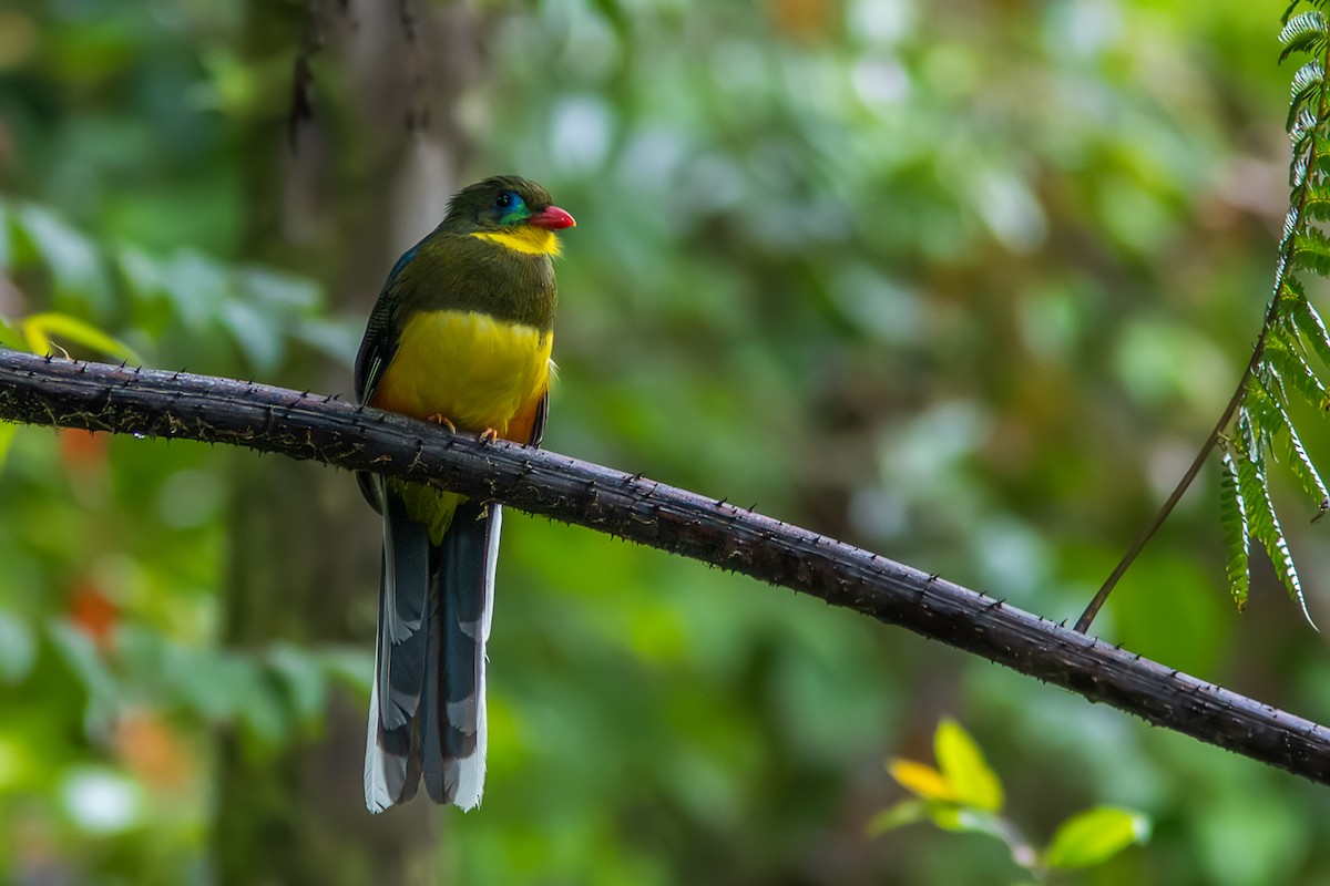 Javan Trogon - ML637190596