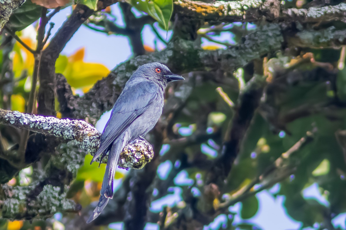 Ashy Drongo - ML637190606