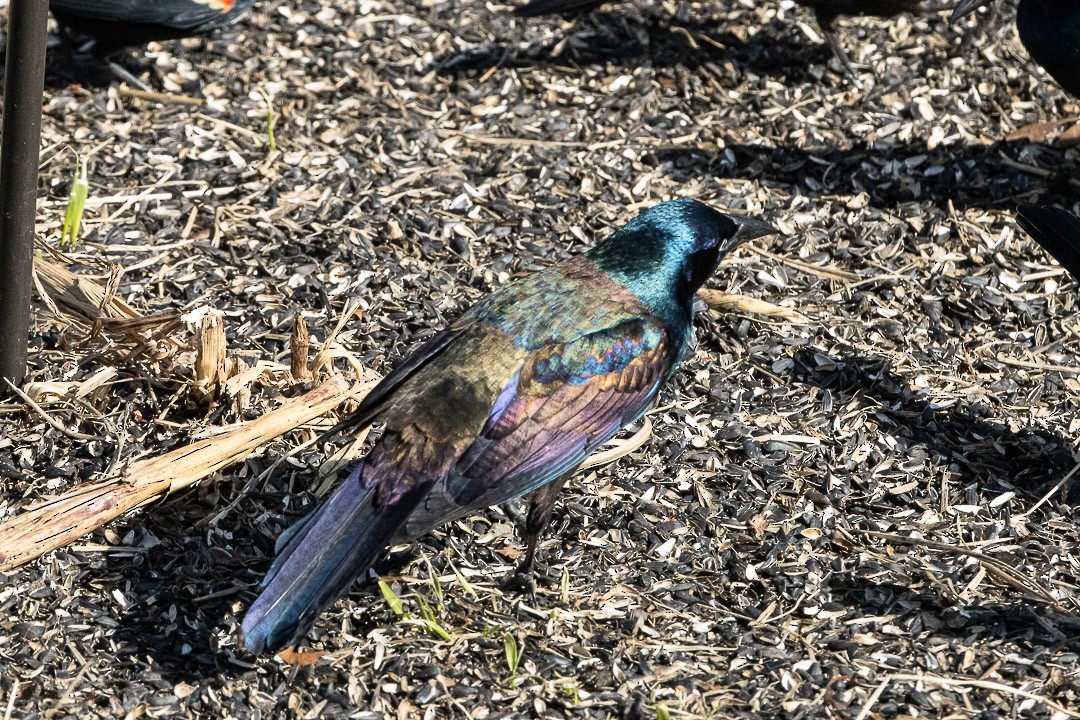 Common Grackle - ML637190628