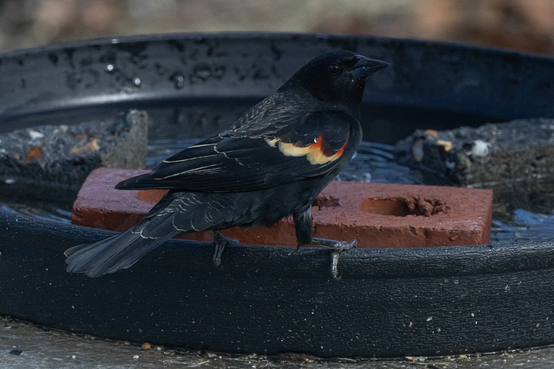 Red-winged Blackbird - ML637190632