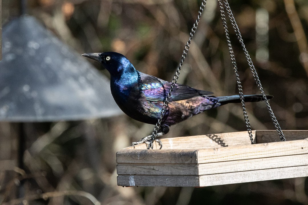 Common Grackle - ML637190677