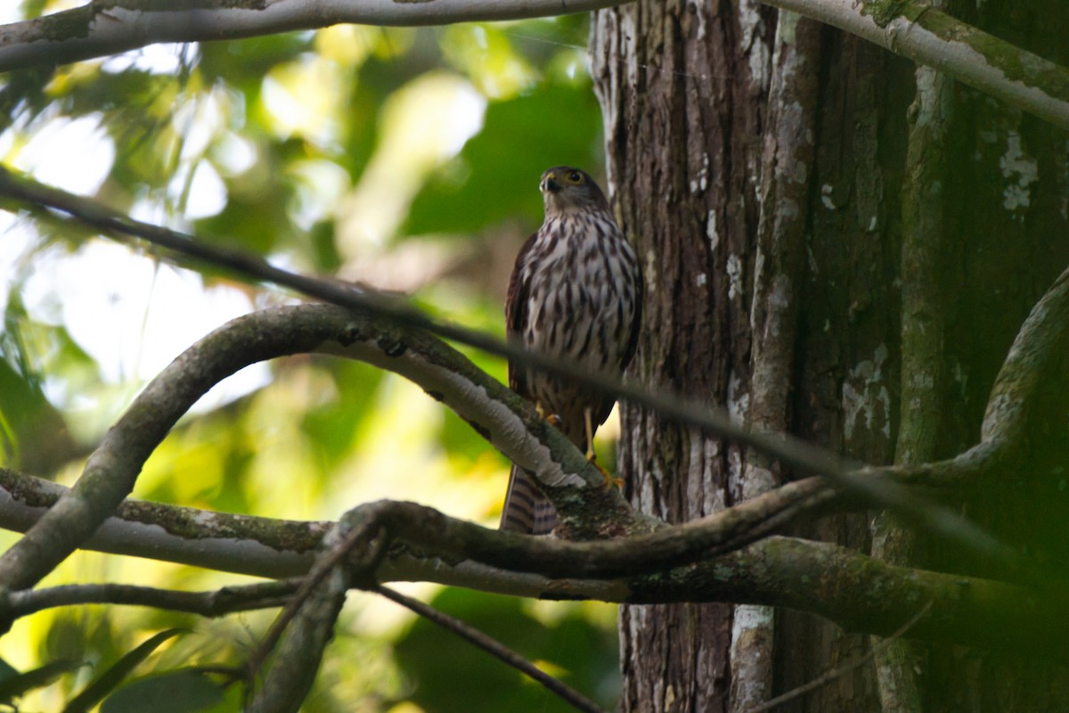 Moluccan Goshawk - ML637190686
