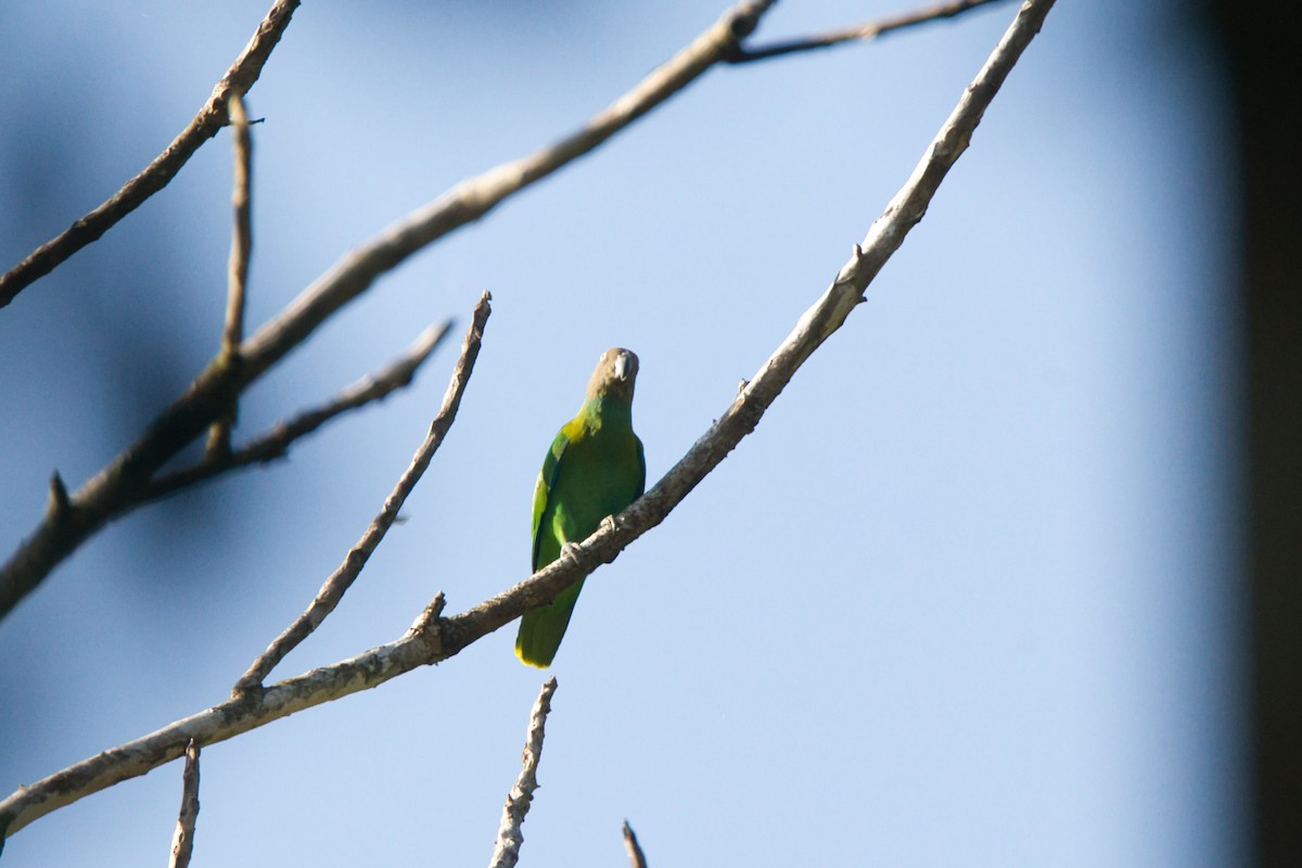 Red-cheeked Parrot - ML637190697