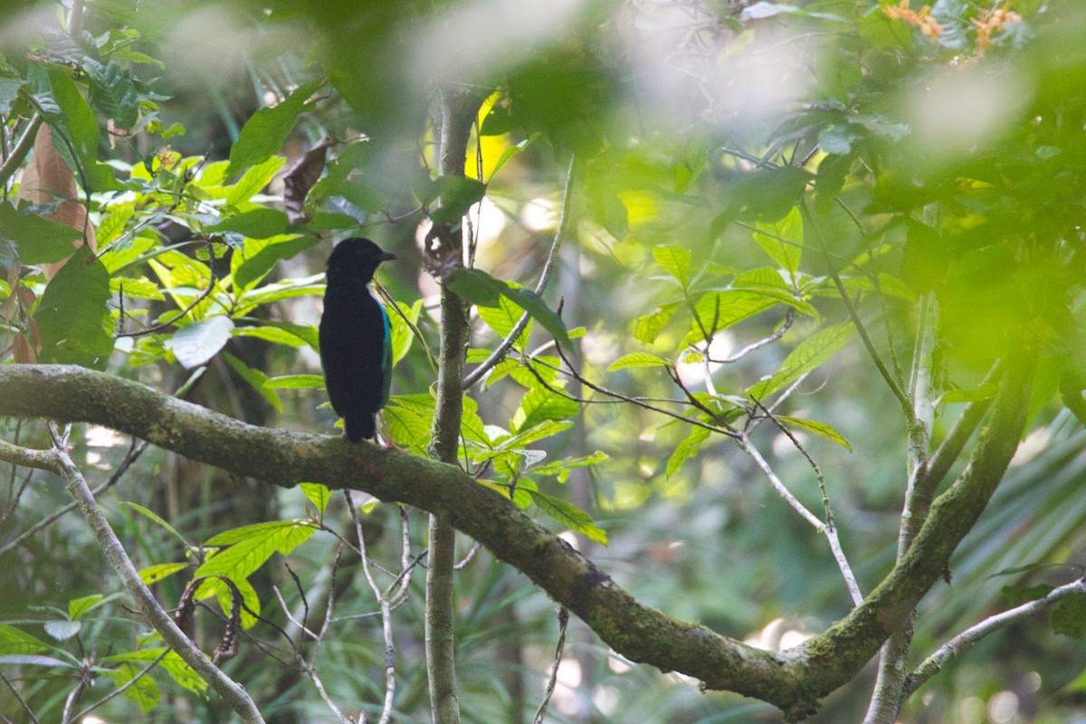 Ivory-breasted Pitta - ML637190703