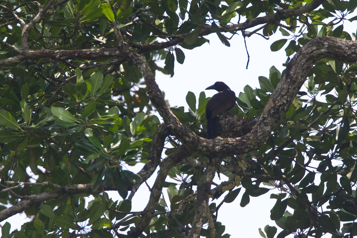 Halmahera Paradise-crow - ML637190706