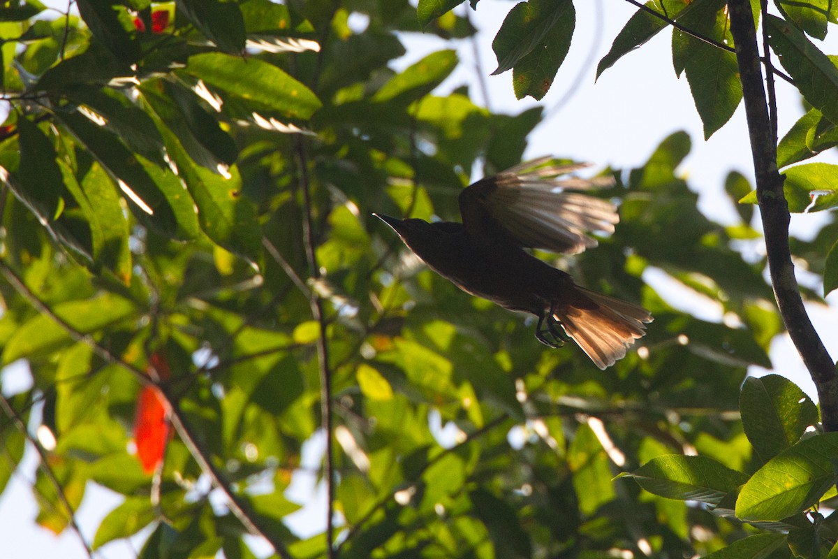 Halmahera Paradise-crow - ML637190707