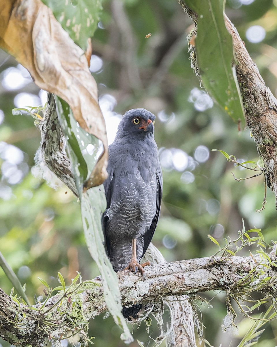 Slate-colored Hawk - ML637190717