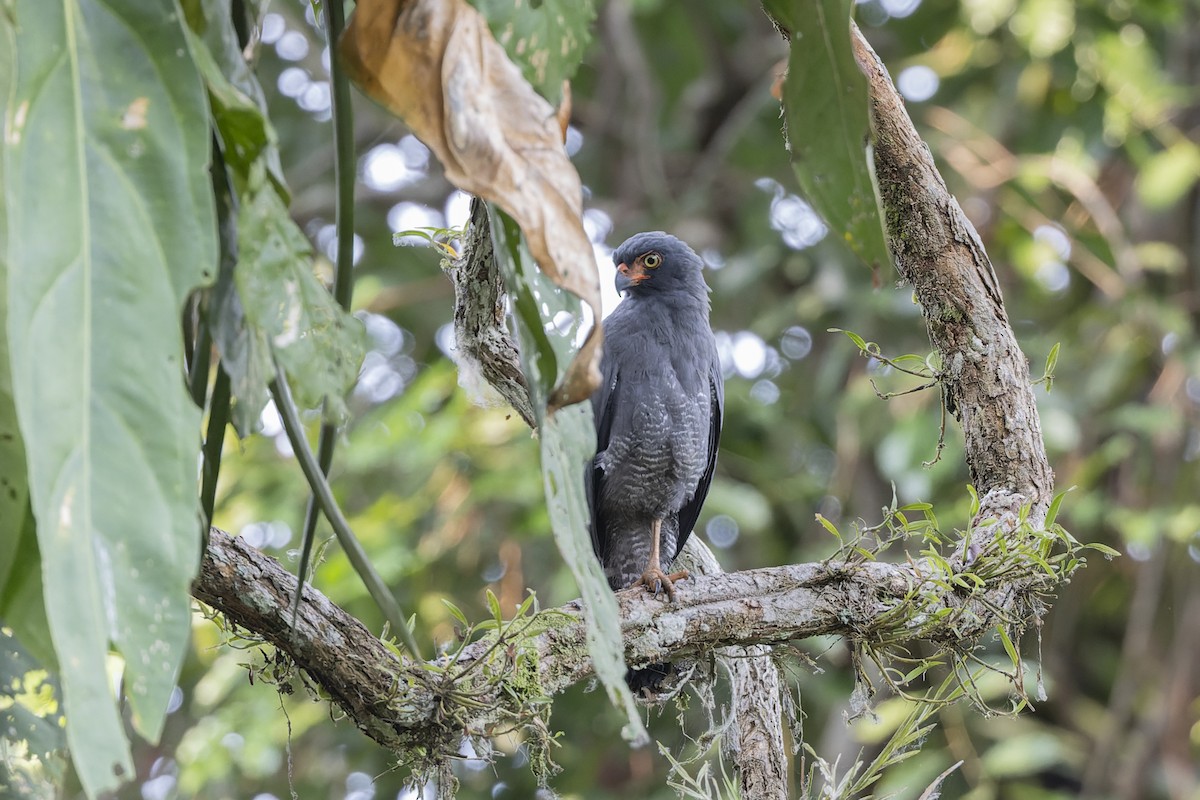 Slate-colored Hawk - ML637190718