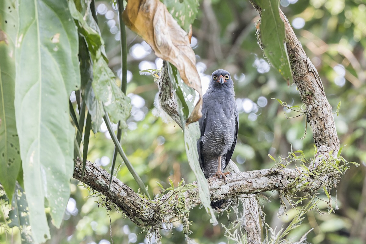 Slate-colored Hawk - ML637190719