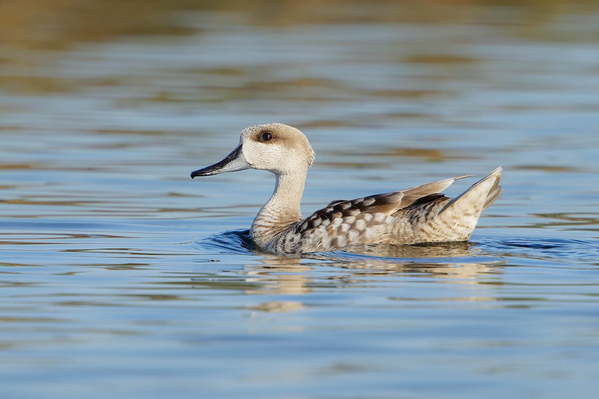 Marbled Duck - ML637190790