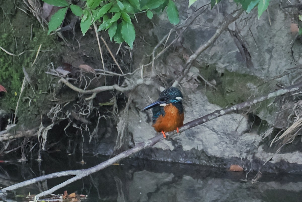 Blyth's Kingfisher - ML637190793