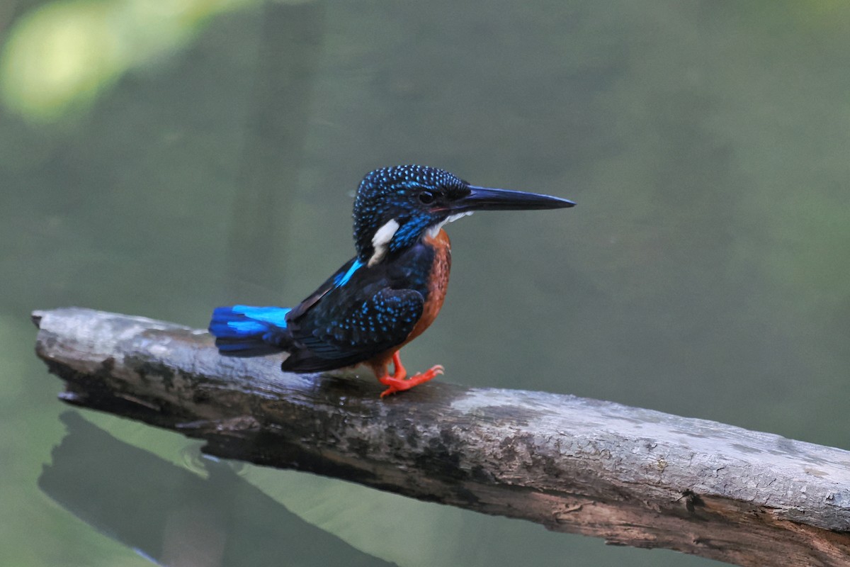 Blyth's Kingfisher - ML637190794