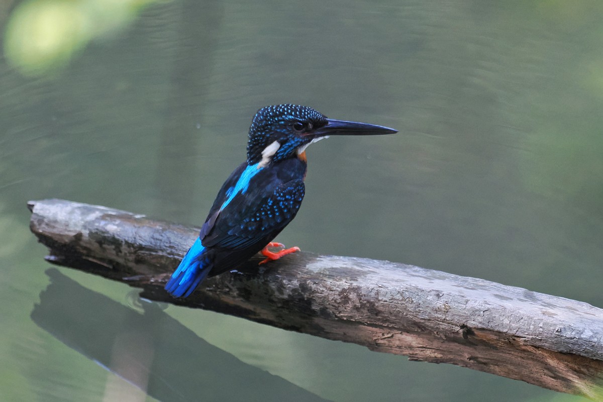 Blyth's Kingfisher - ML637190795