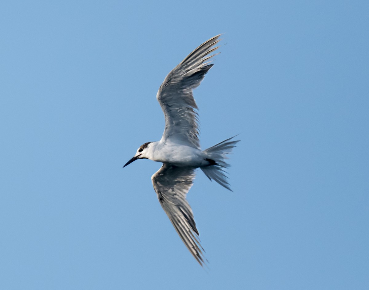 White-cheeked Tern - ML637190808