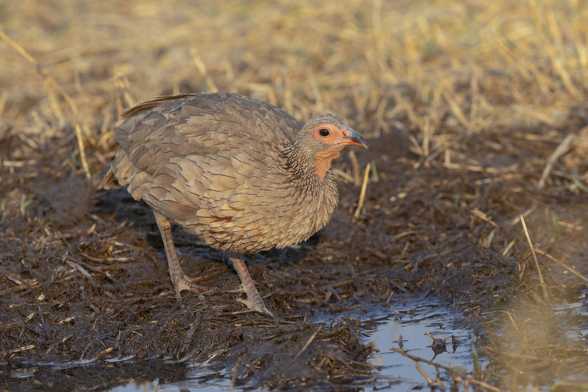 Swainson's Spurfowl - ML637190871