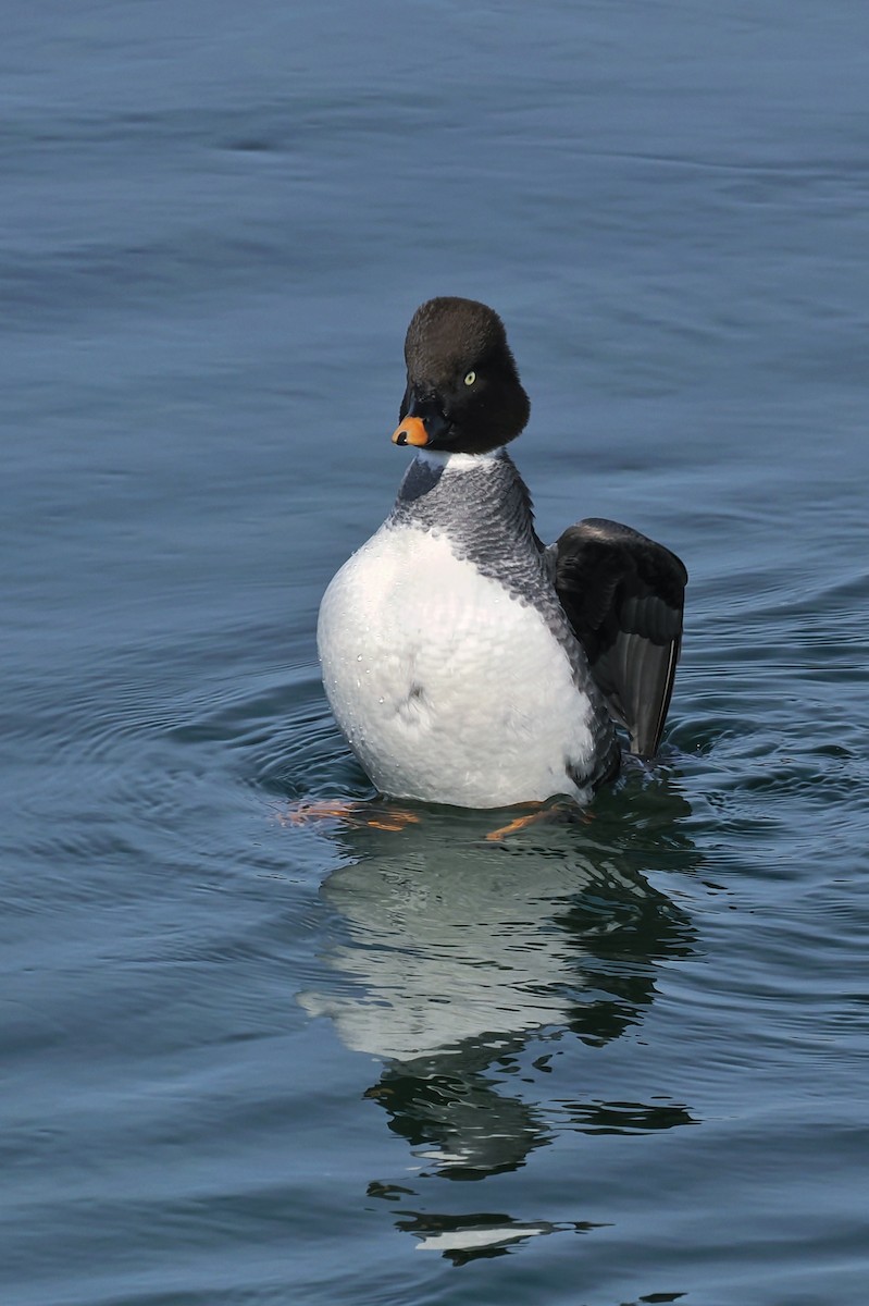 Porrón Osculado - ML637190876