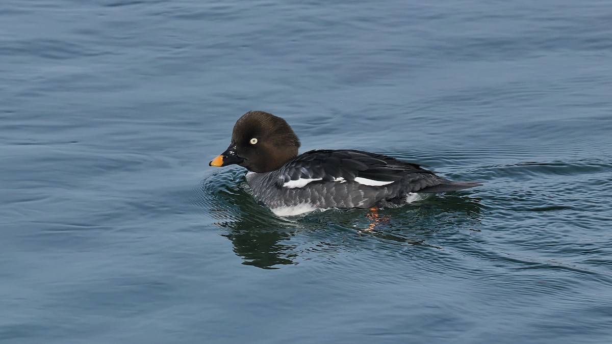 Porrón Osculado - ML637190877