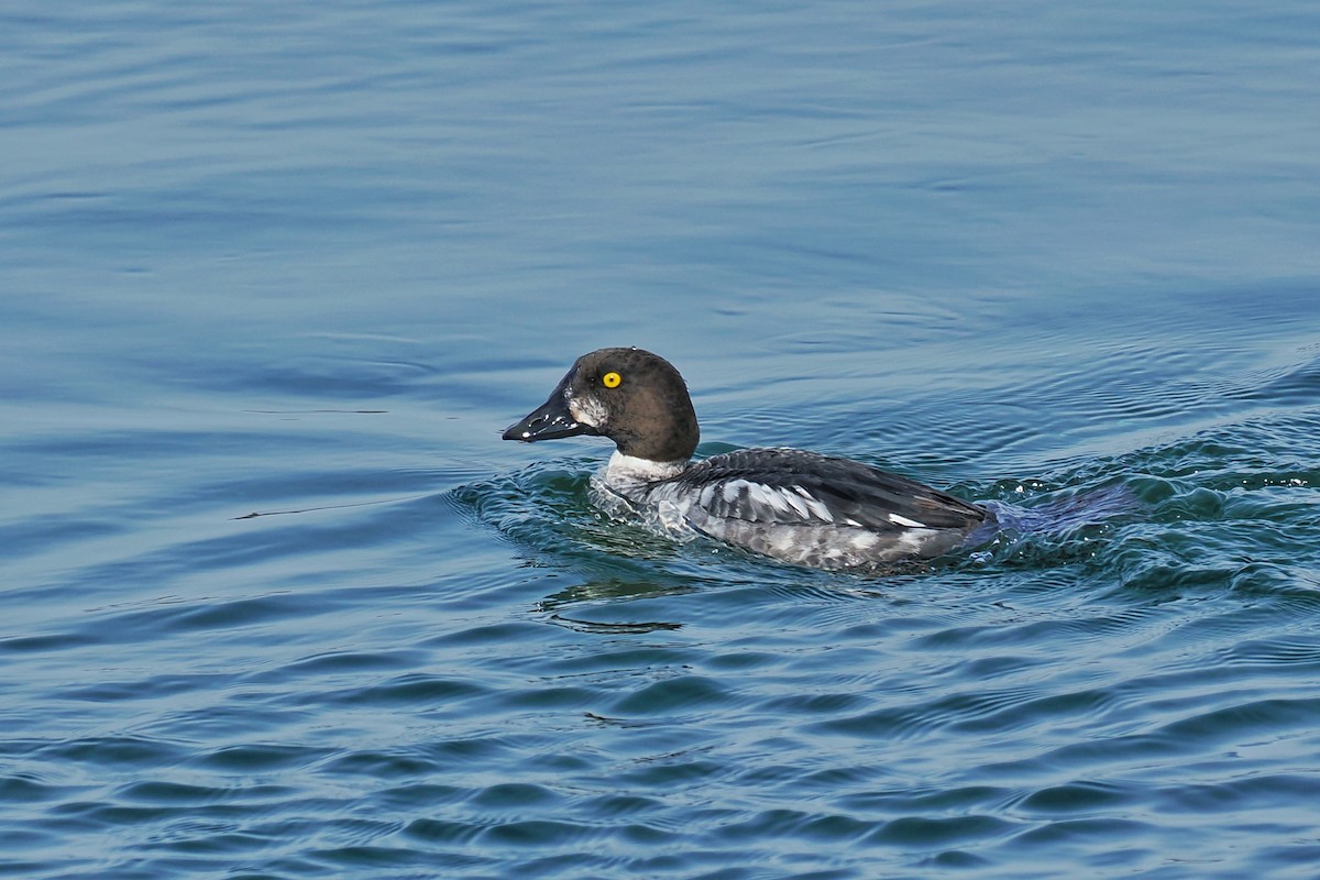 Porrón Osculado - ML637190878