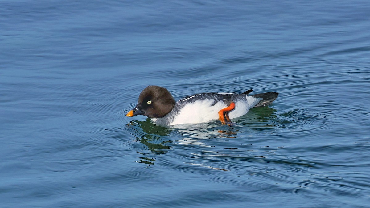 Porrón Osculado - ML637190879