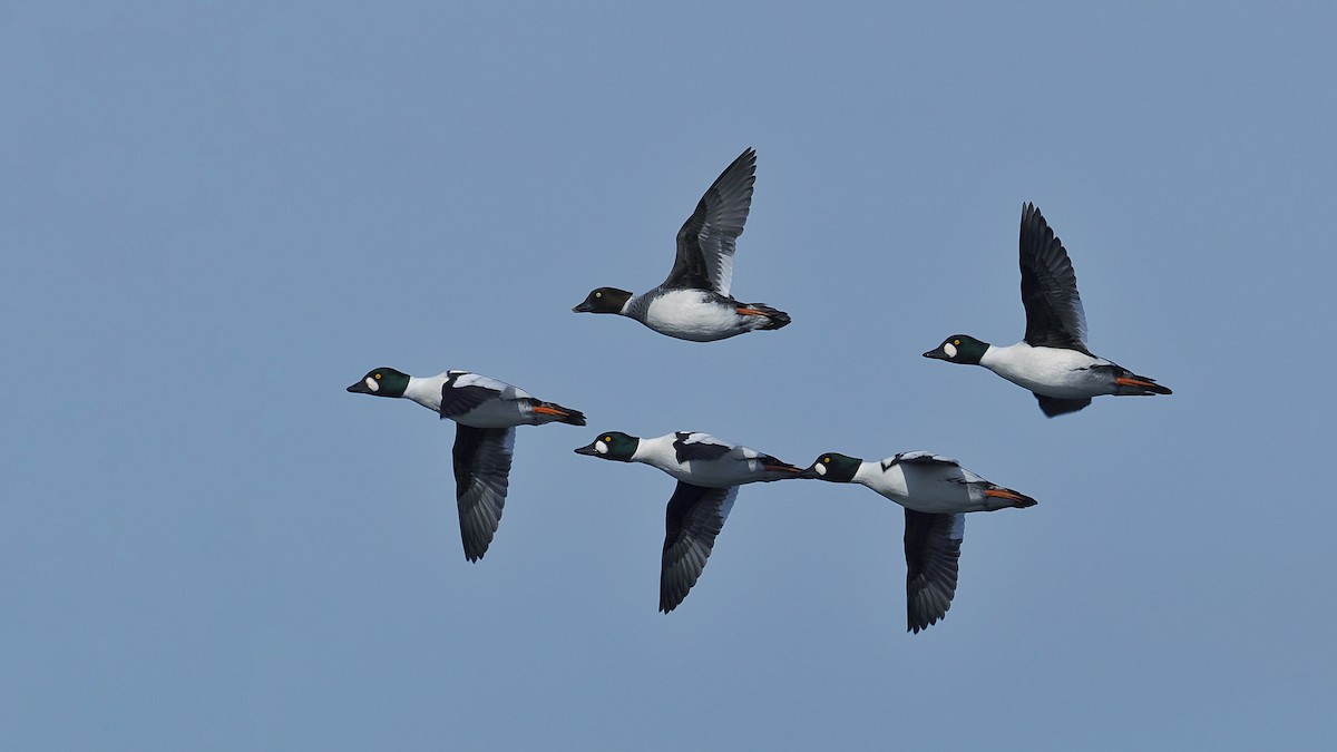 Porrón Osculado - ML637190880