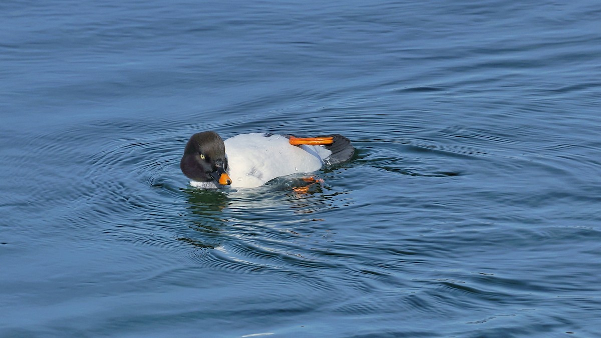 Porrón Osculado - ML637190881