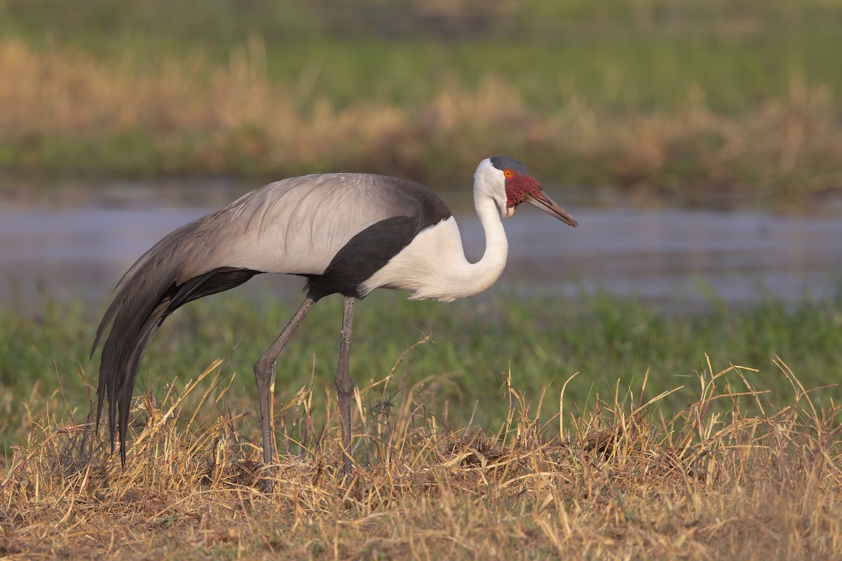 Wattled Crane - ML637190882