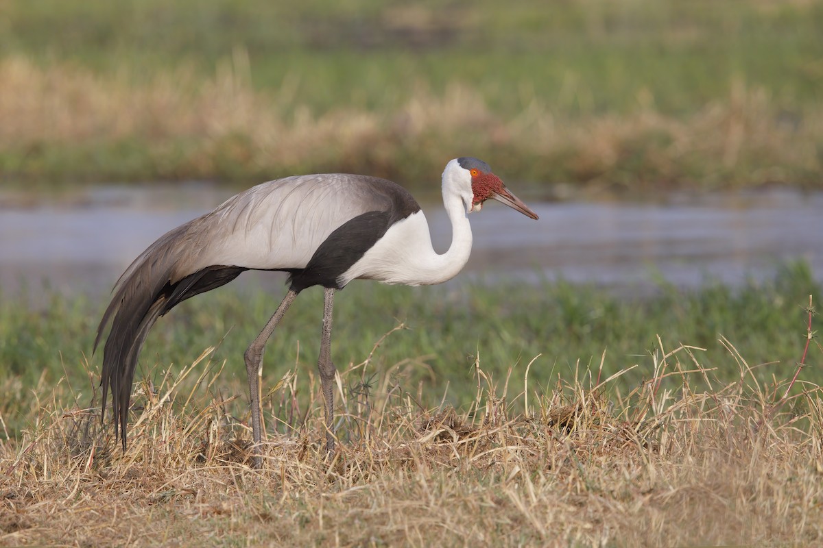 Wattled Crane - ML637190883