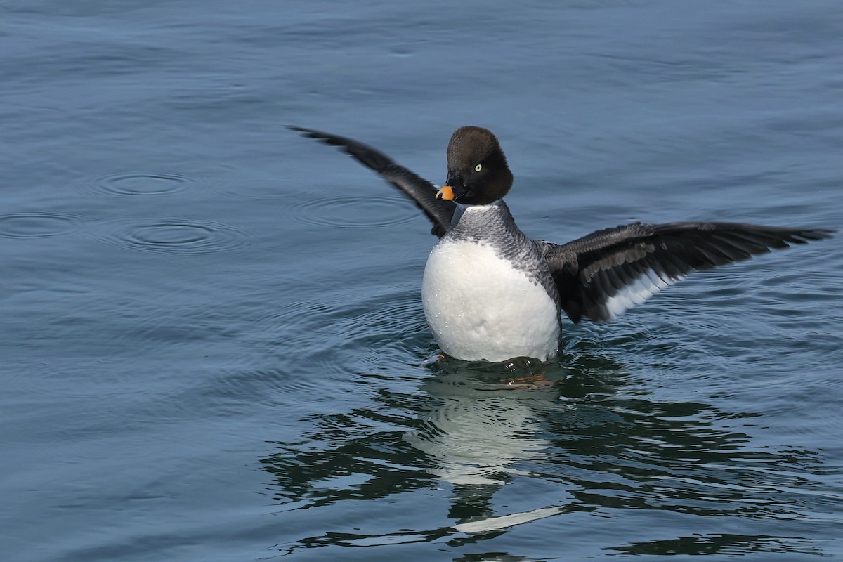 Porrón Osculado - ML637190884