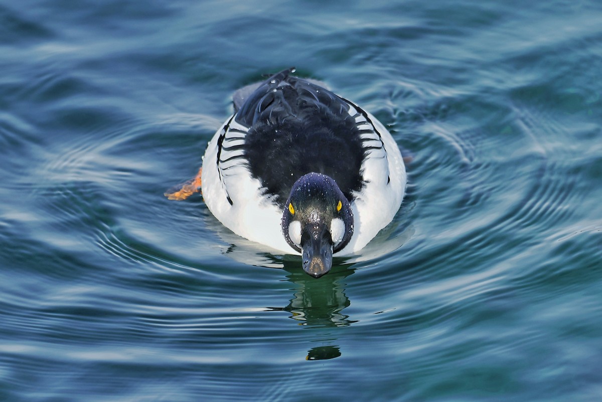 Porrón Osculado - ML637190885