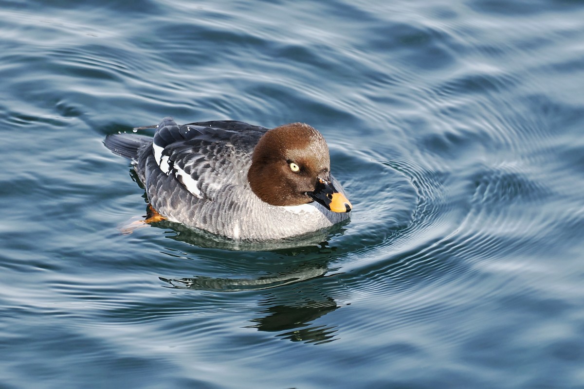 Porrón Osculado - ML637190886