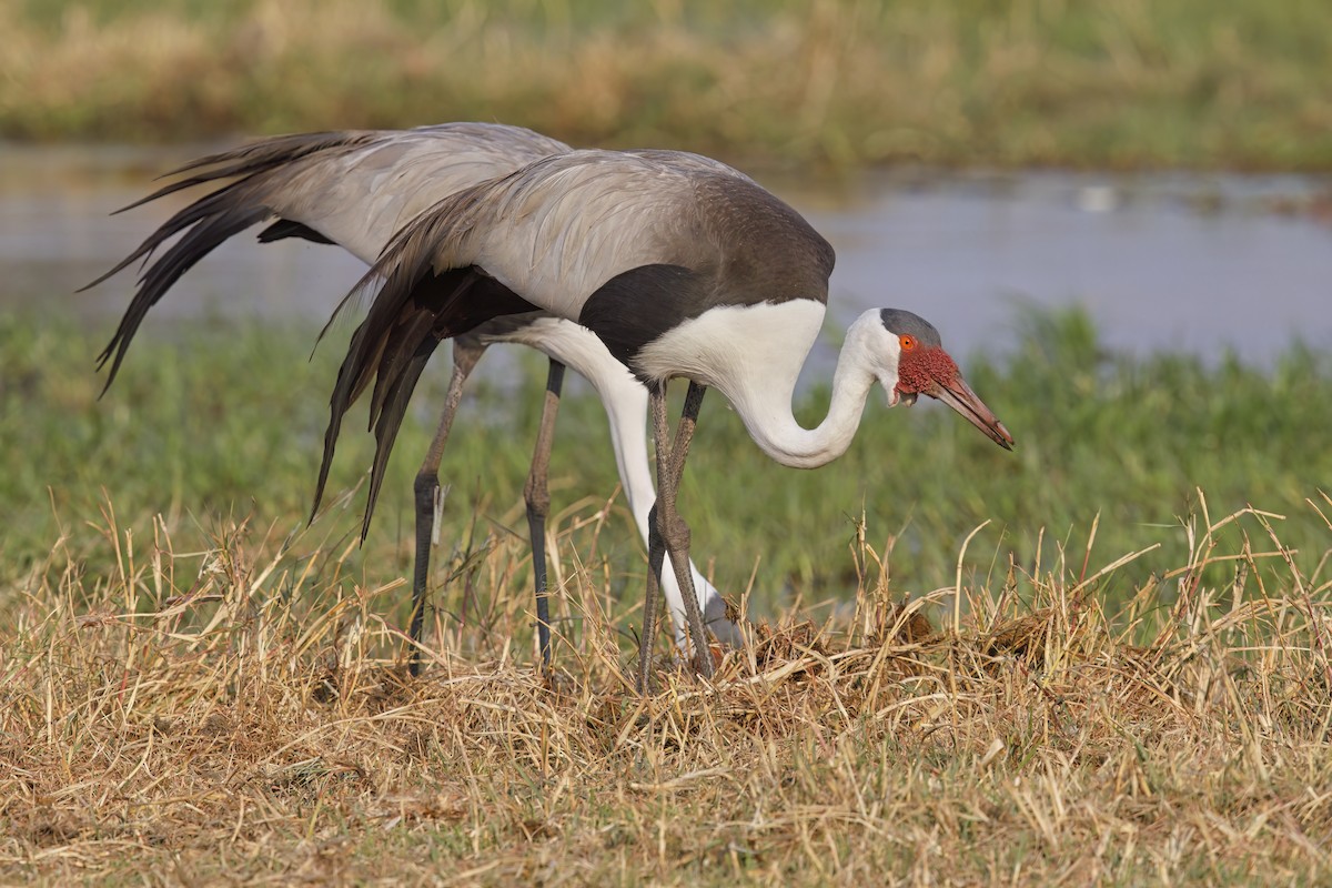 Wattled Crane - ML637190887