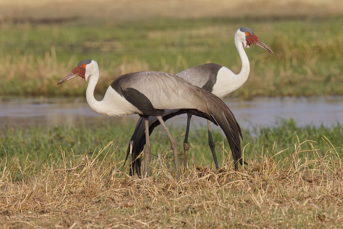 Wattled Crane - ML637190888
