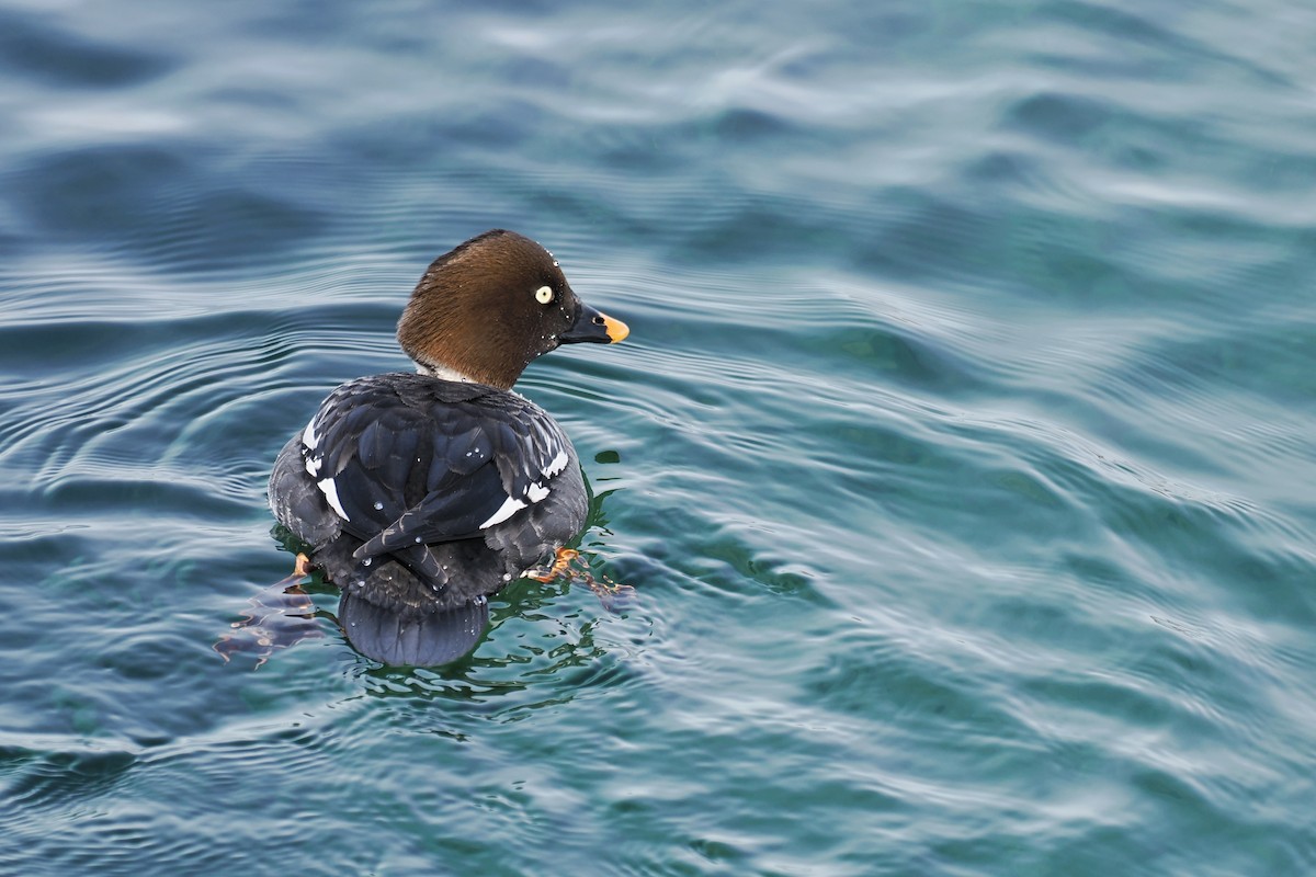 Common Goldeneye - ML637190889