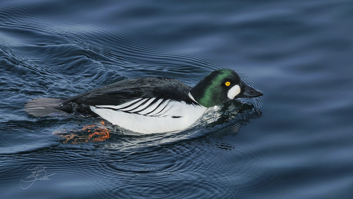 Porrón Osculado - ML637190890