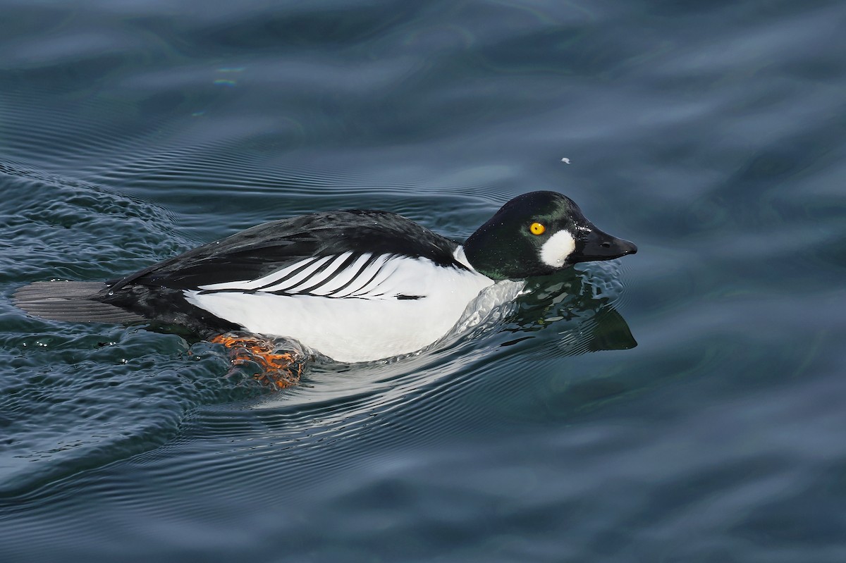 Common Goldeneye - ML637190891
